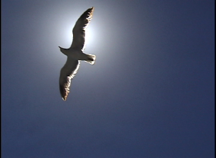 Seagull_covering_the_sun