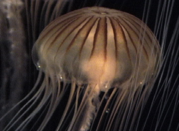 Monterrey_aquarium